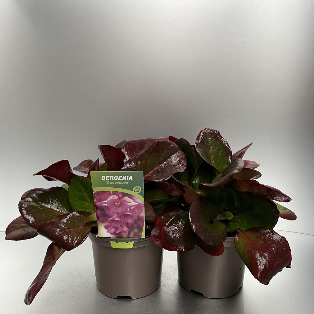 [BEROUVER-C2] Bergenia 'Ouverture'