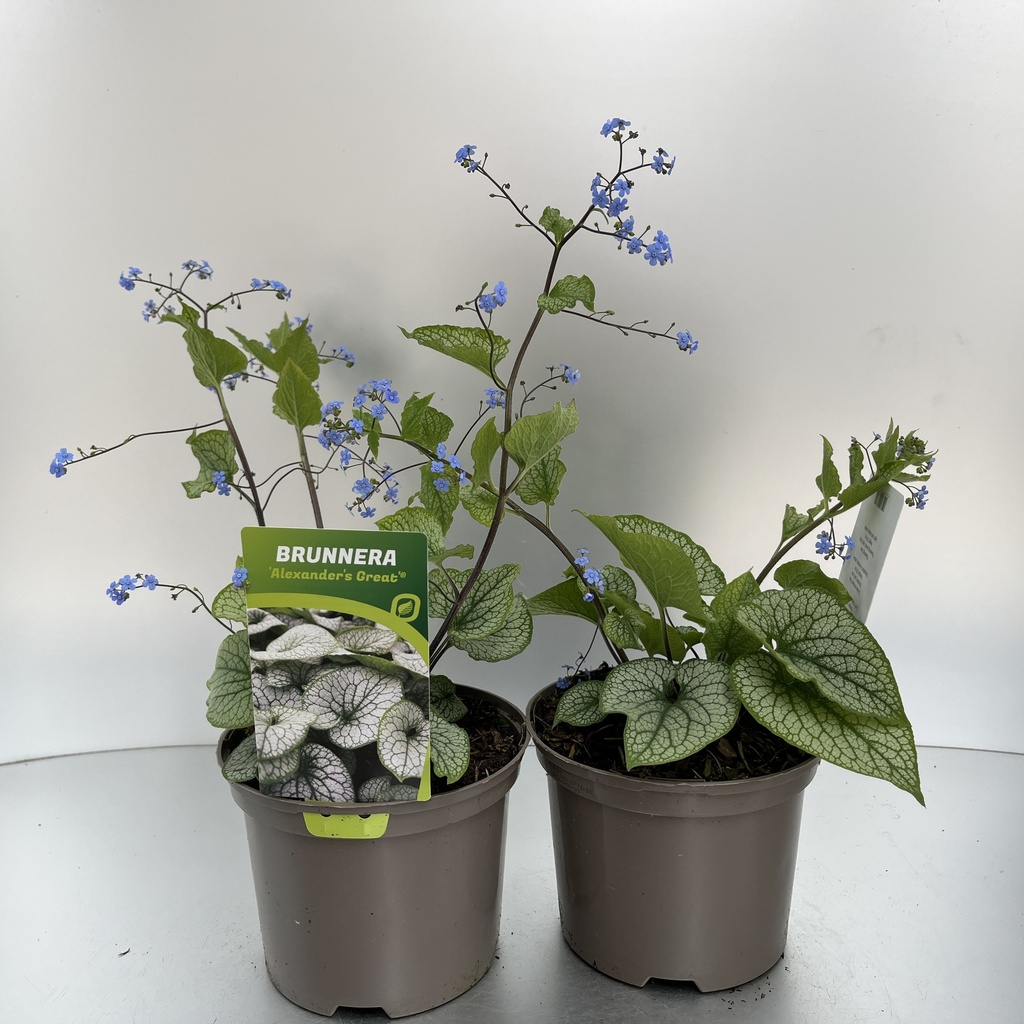 [BRUAGREA-C2] Brunnera macr. 'Alexander's Great'®