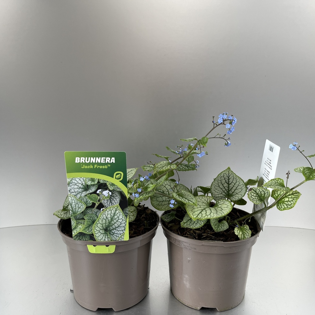 [BRUJFROS-C2] Brunnera macr. 'Jack Frost'®