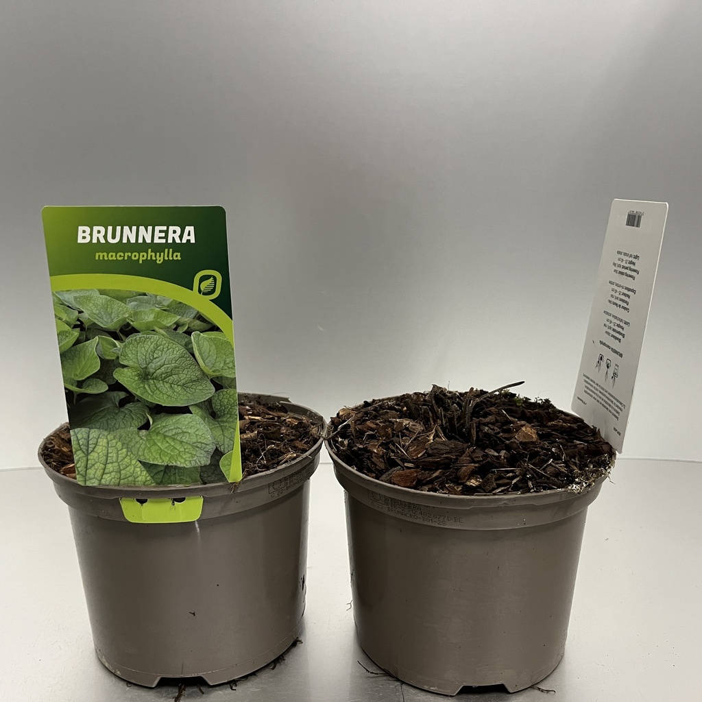 [BRUMACRO-C2] Brunnera macrophylla