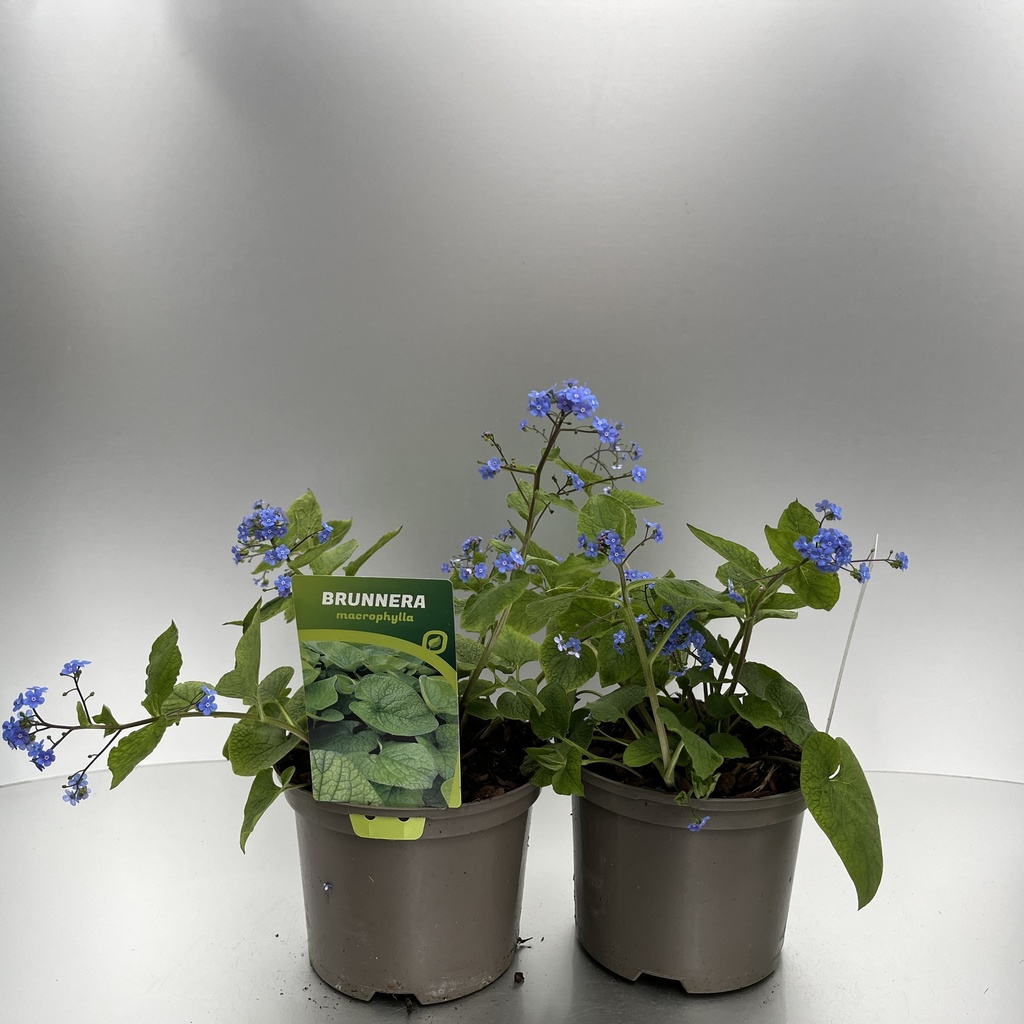 [BRUMACRO-C2] Brunnera macrophylla