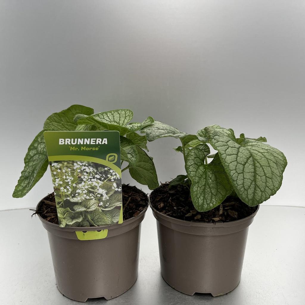 [BRUMMORS-C2] Brunnera macr. 'Mr. Morse'