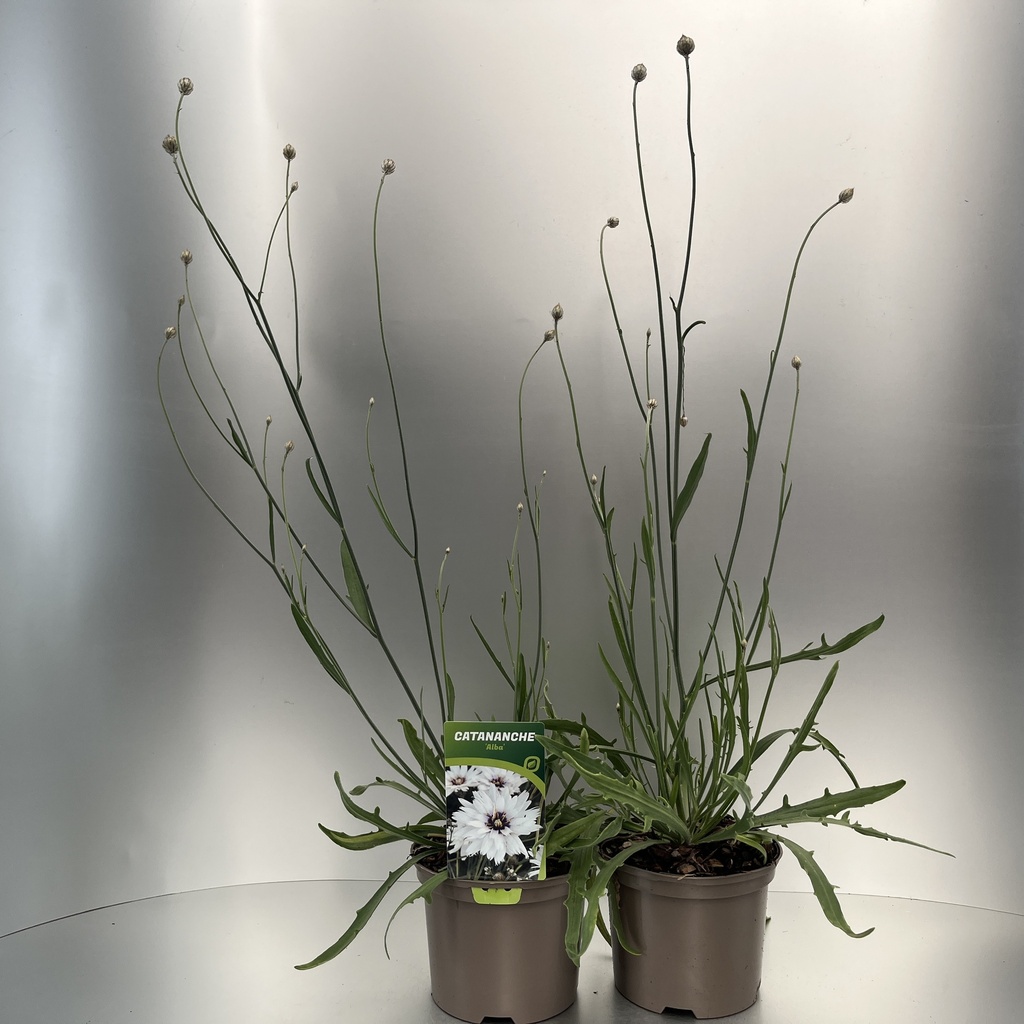 [CATALBA-C2] Catananche caerulea 'Alba'