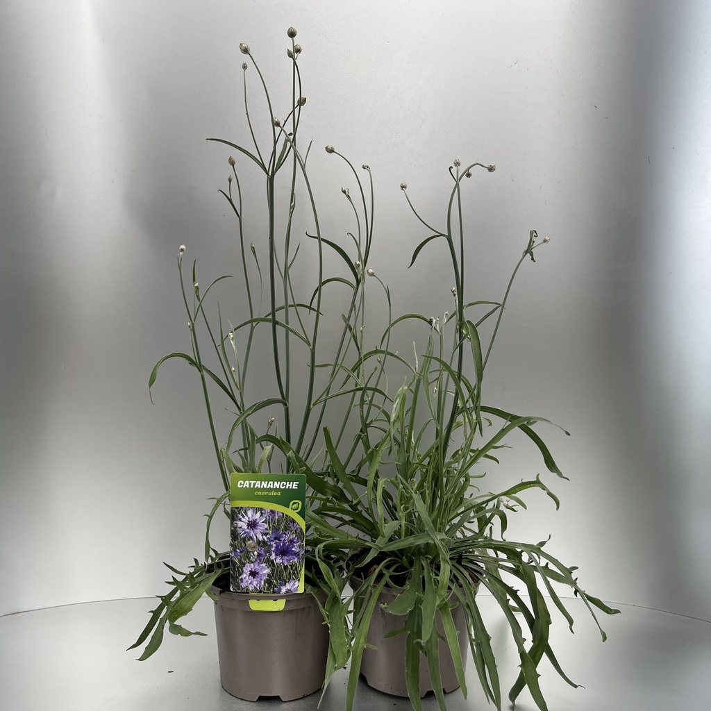 [CATCAERU-C2] Catananche caerulea