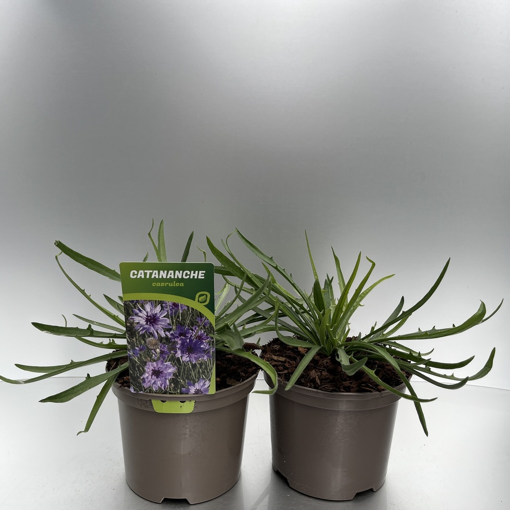 [CATCAERU-C2] Catananche caerulea