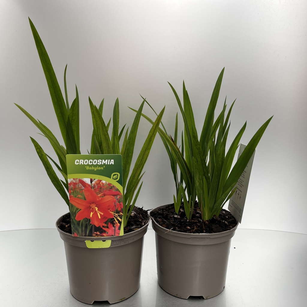 [CROBABYL-C2] Crocosmia 'Babylon'