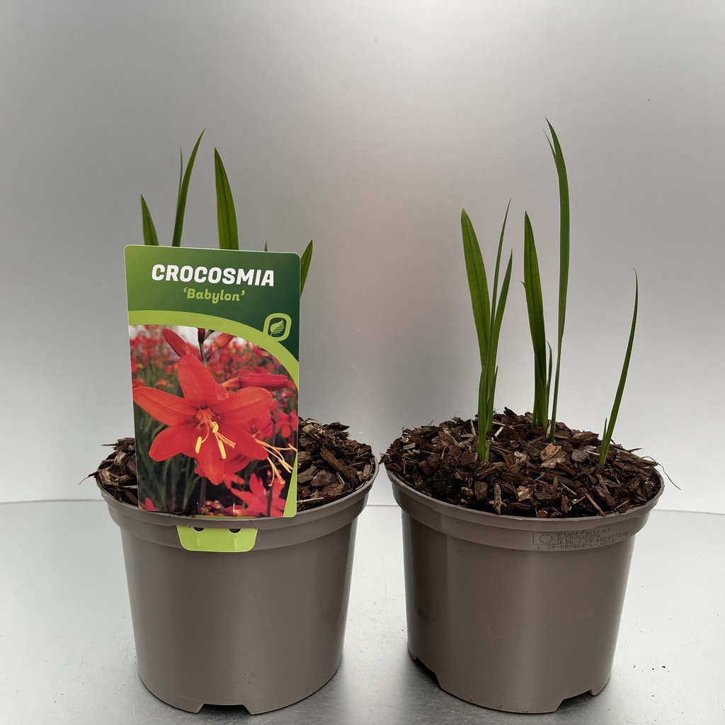 [CROBABYL-C2] Crocosmia 'Babylon'