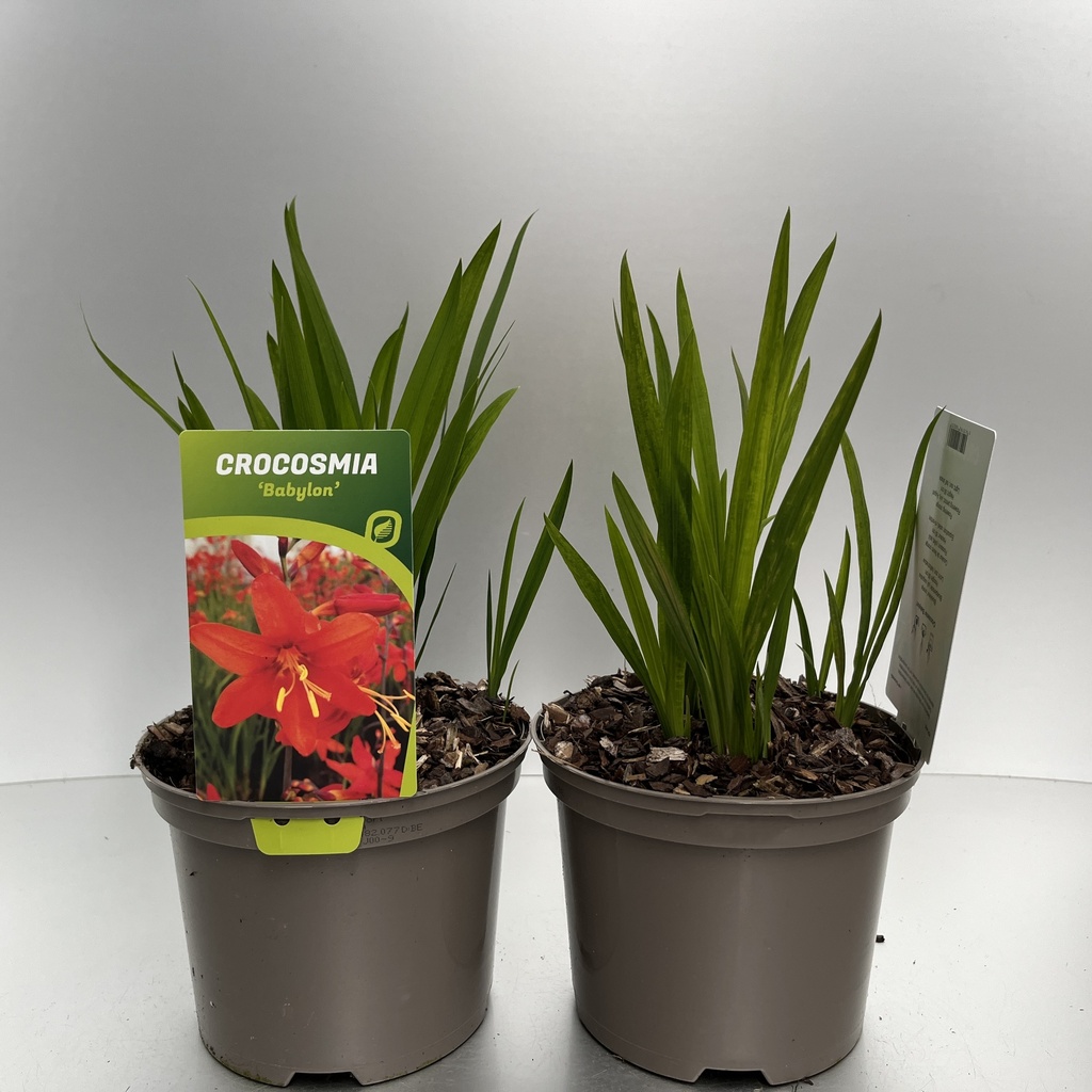 [CROBABYL-C2] Crocosmia 'Babylon'