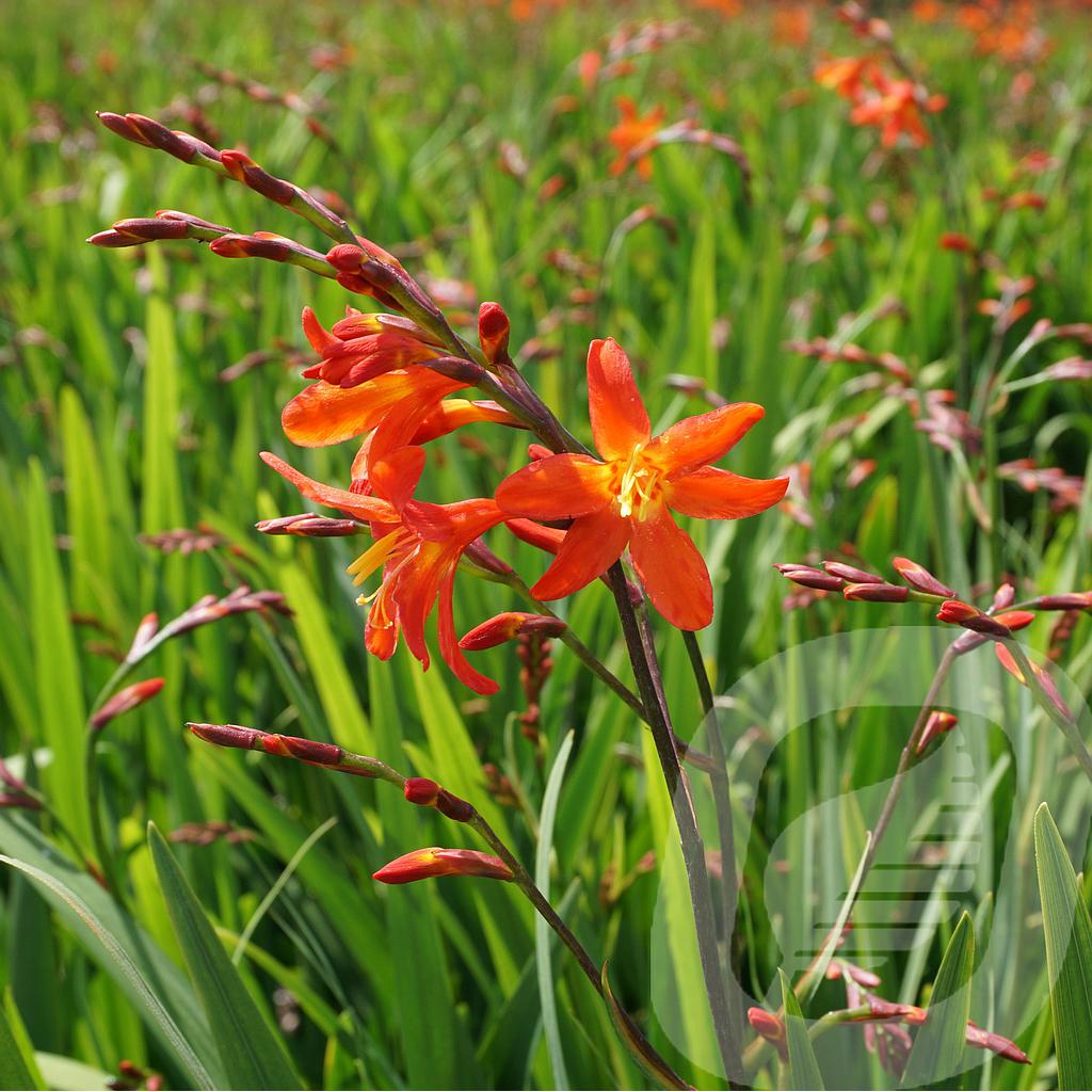 [CROCBRIL-C2] Crocosmia 'Carmine Brilliant'