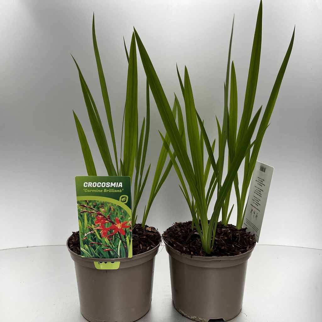 [CROCBRIL-C2] Crocosmia 'Carmine Brilliant'