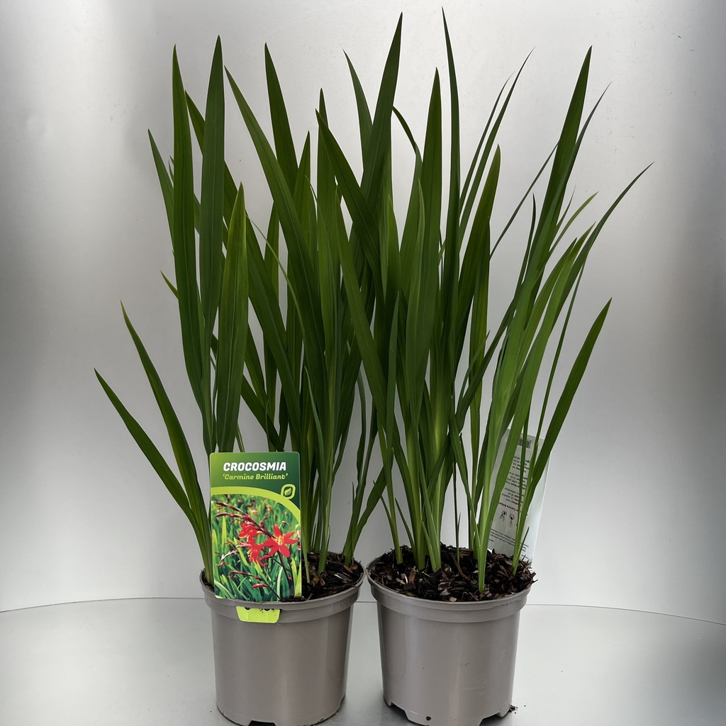 [CROCBRIL-C2] Crocosmia 'Carmine Brilliant'