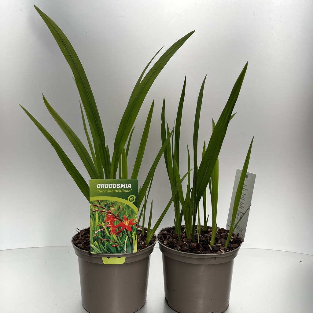 [CROCBRIL-C2] Crocosmia 'Carmine Brilliant'