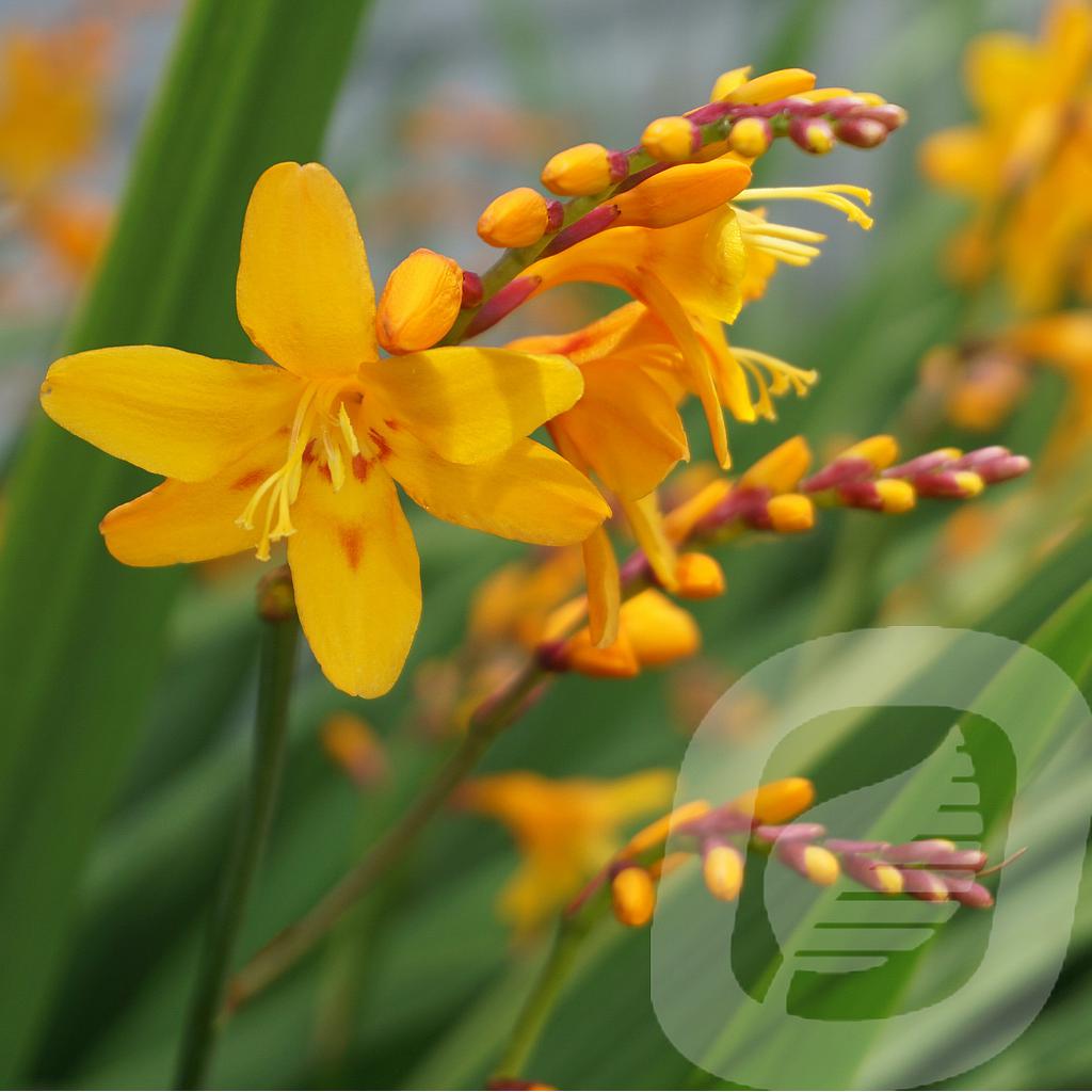 [CROCOLUM-C2] Crocosmia 'Columbus'