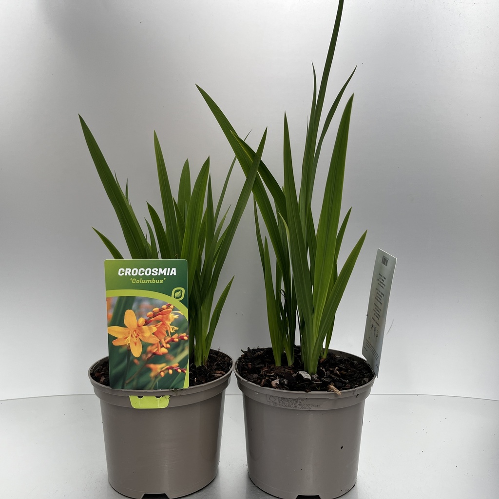[CROCOLUM-C2] Crocosmia 'Columbus'