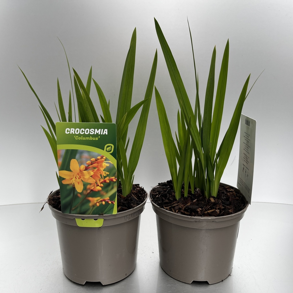 [CROCOLUM-C2] Crocosmia 'Columbus'