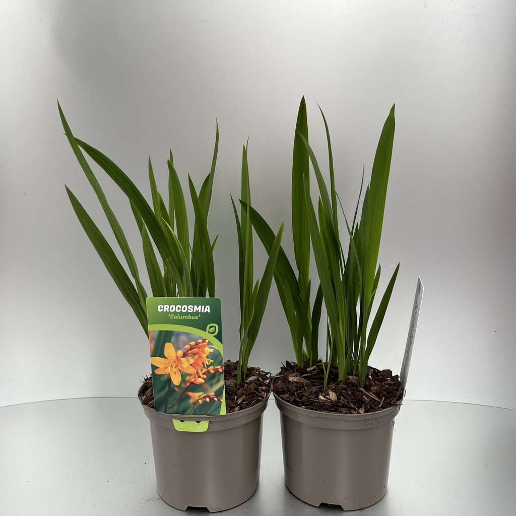 [CROCOLUM-C2] Crocosmia 'Columbus'