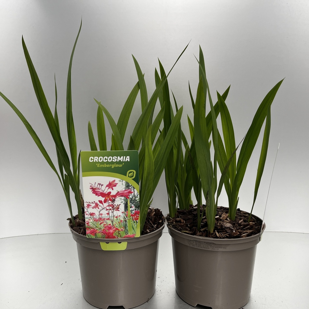 [CROEMBER-C2] Crocosmia 'Emberglow'