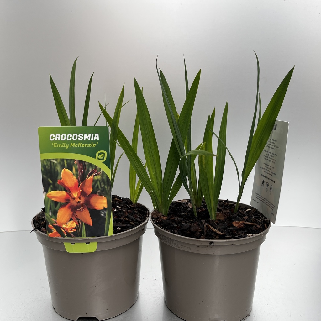 [CROEMCKE-C2] Crocosmia 'Emily McKenzie'