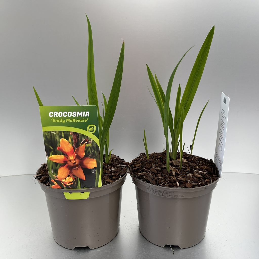 [CROEMCKE-C2] Crocosmia 'Emily McKenzie'