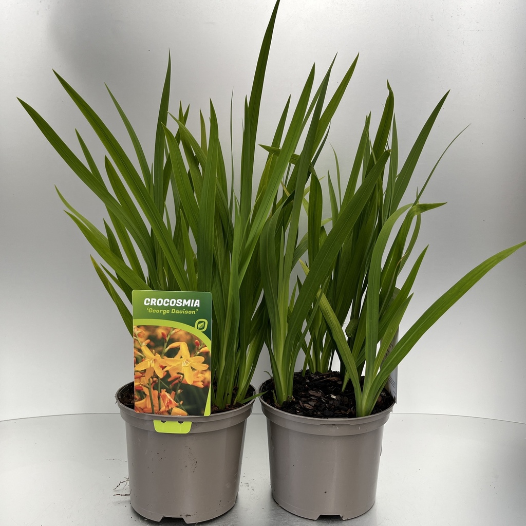 [CROGDAVI-C2] Crocosmia 'George Davison'