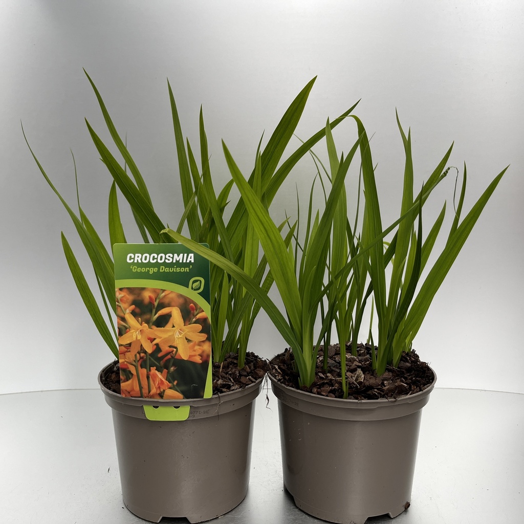 [CROGDAVI-C2] Crocosmia 'George Davison'