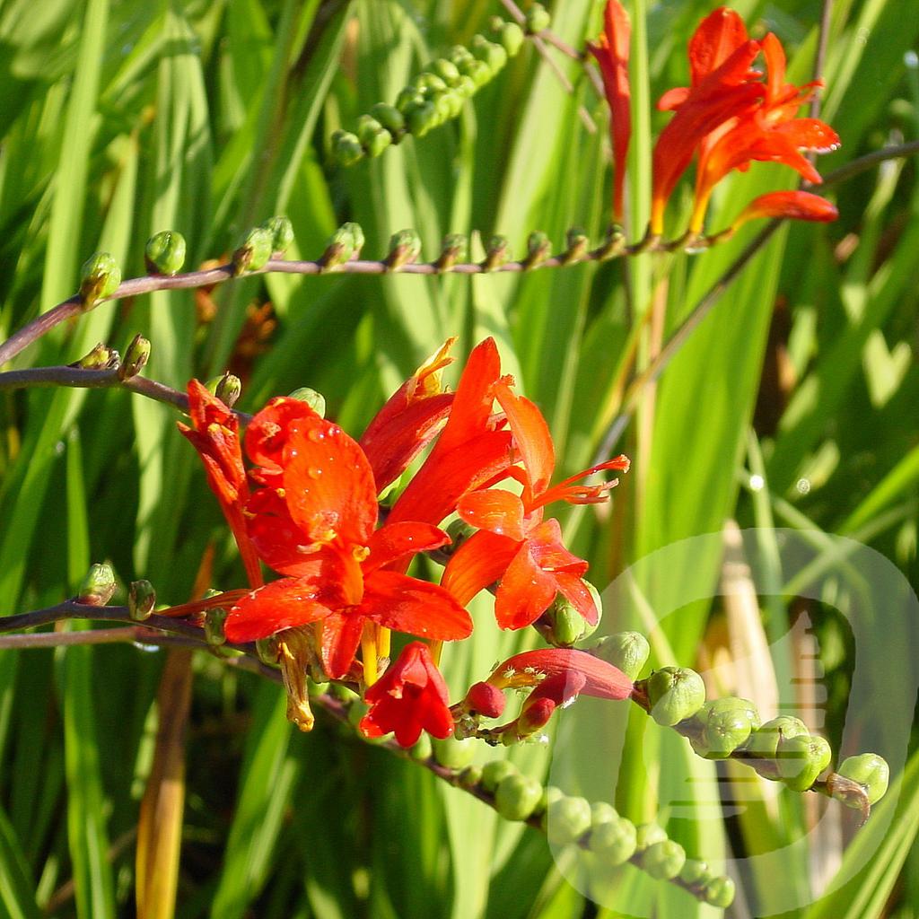 [CROLUCIF-C2] Crocosmia 'Lucifer'