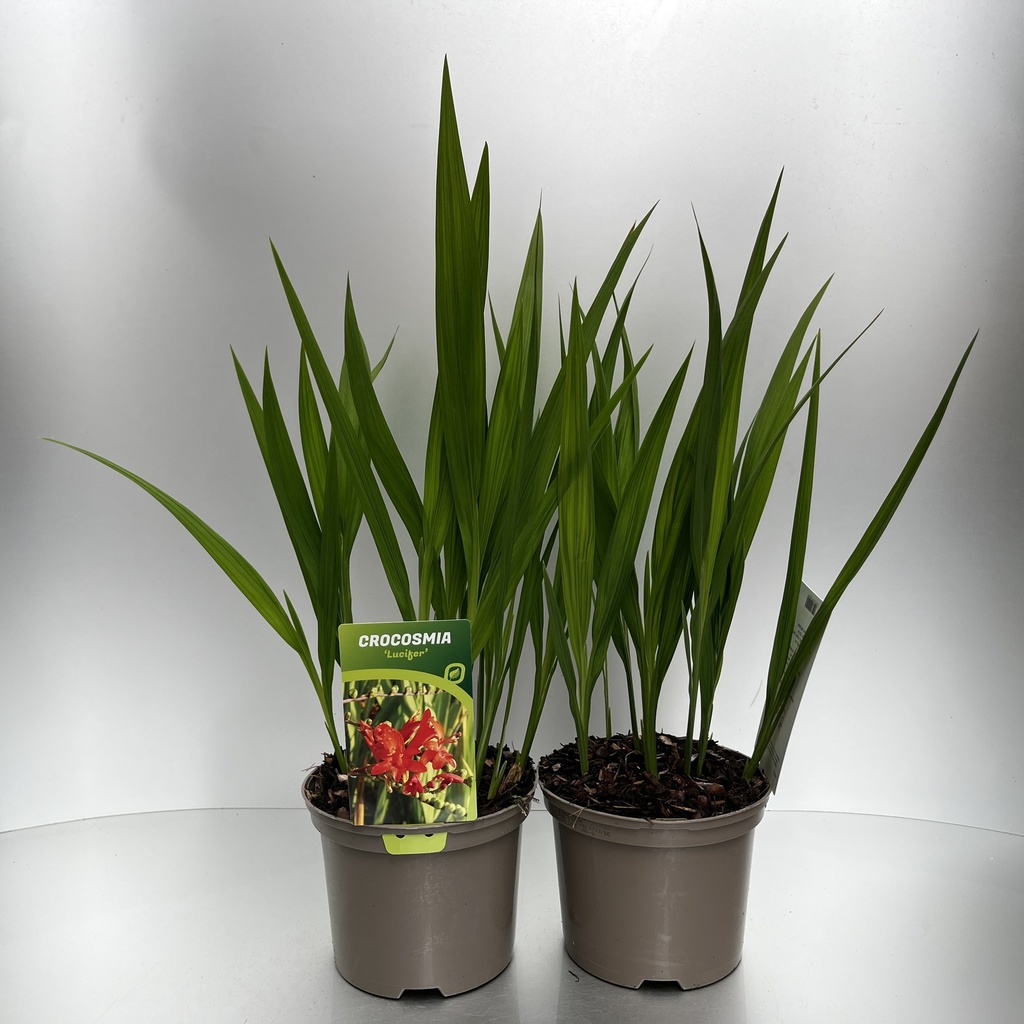 [CROLUCIF-C2] Crocosmia 'Lucifer'