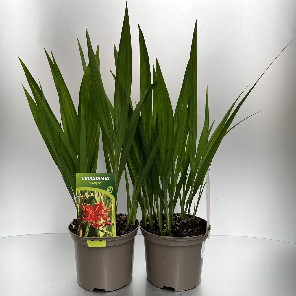 [CROLUCIF-C2] Crocosmia 'Lucifer'