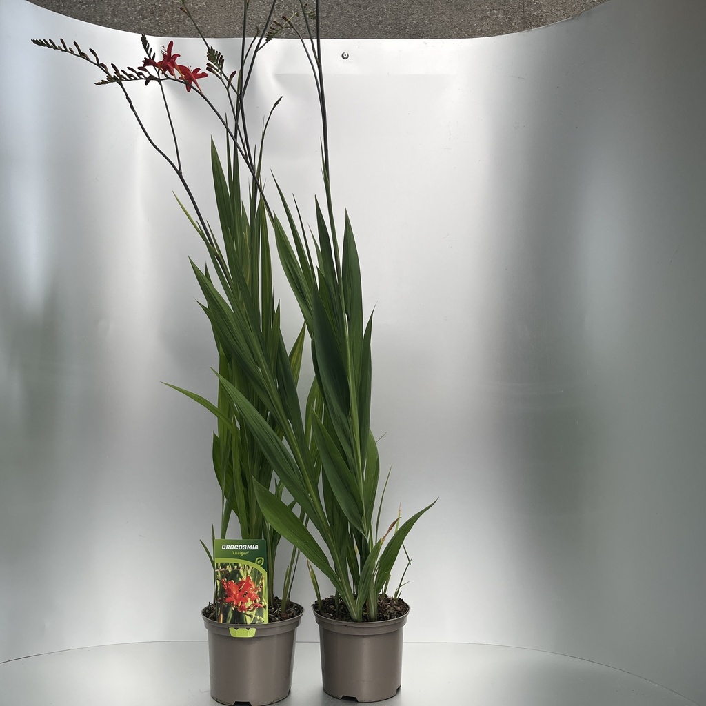 [CROLUCIF-C2] Crocosmia 'Lucifer'