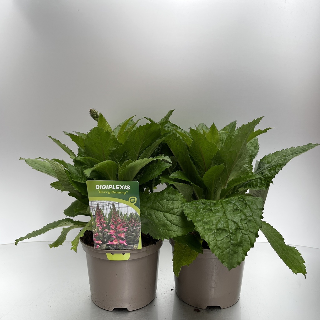 [DIGBCANA-C2] Digiplexis 'Berry Canary'®