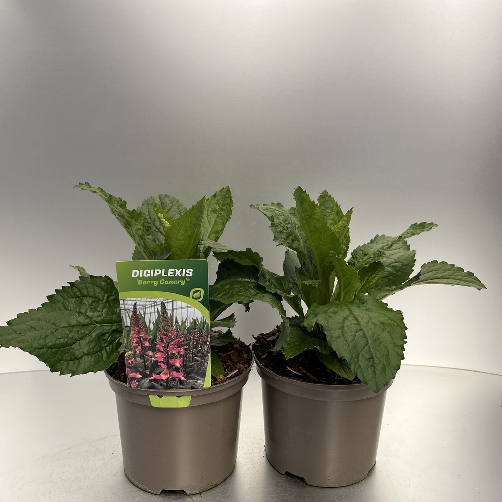[DIGBCANA-C2] Digiplexis 'Berry Canary'®