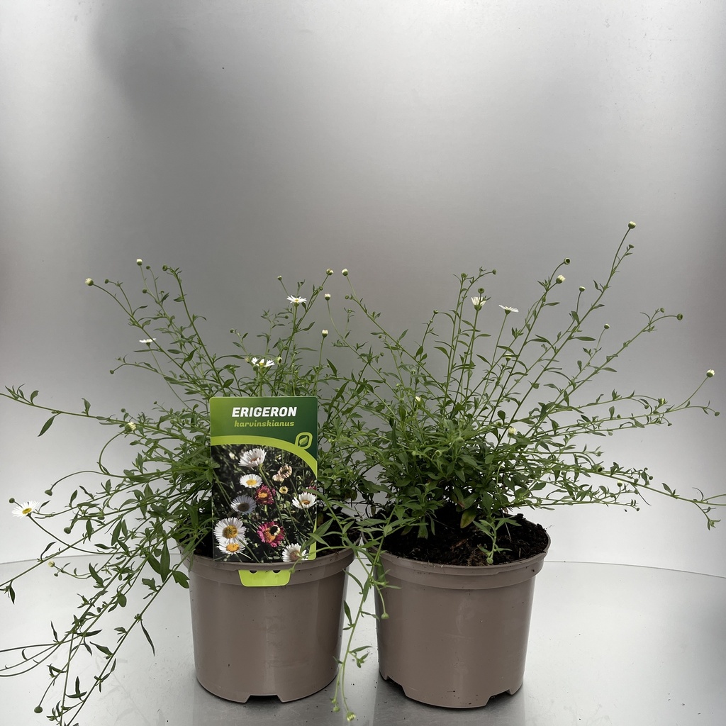 [ERIKARVI-C2] Erigeron karvinskianus