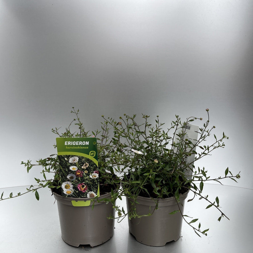 [ERIKARVI-C2] Erigeron karvinskianus