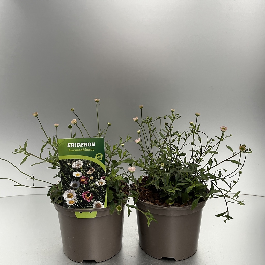 [ERIKARVI-C2] Erigeron karvinskianus