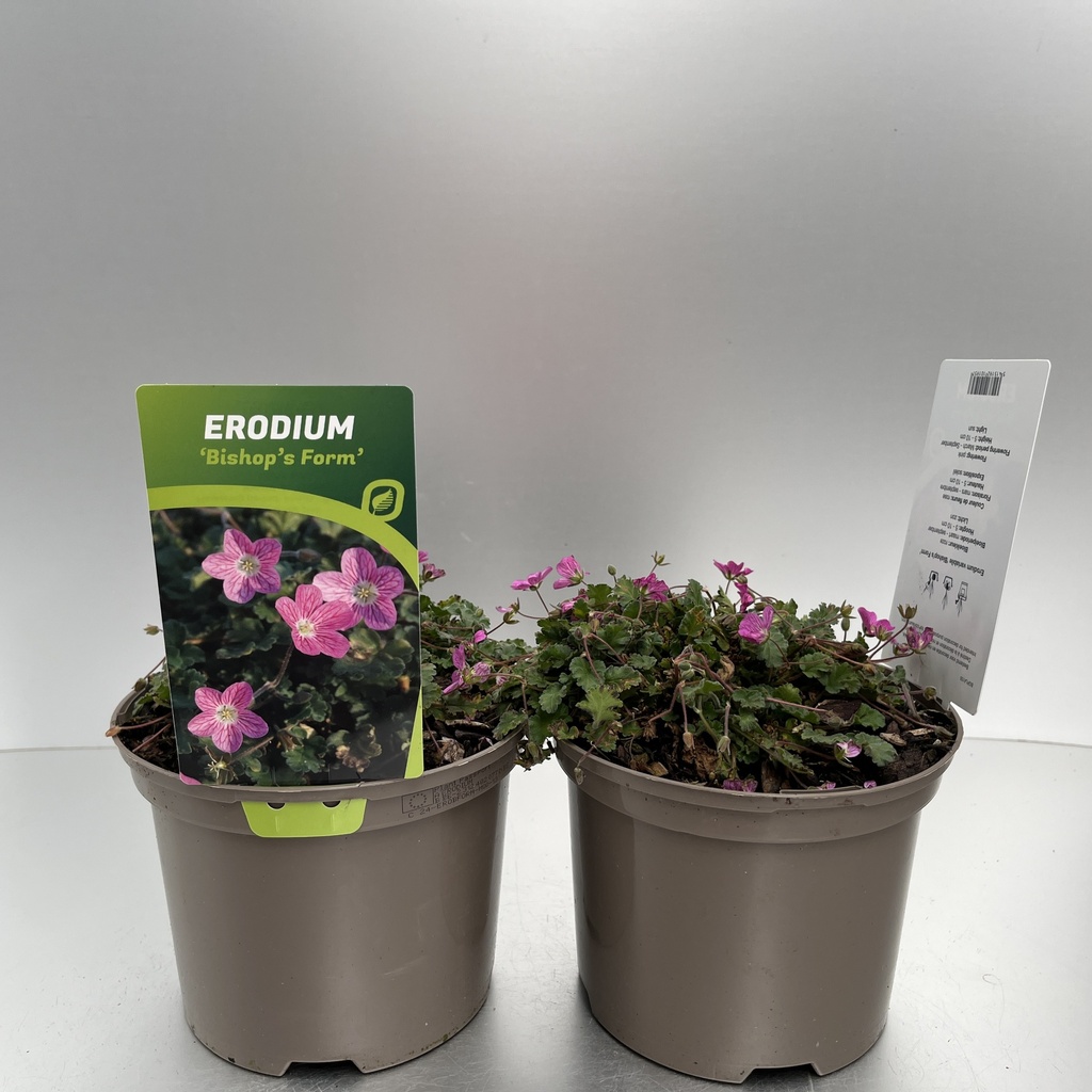 [EROBFORM-C2] Erodium variabile 'Bishop's Form'