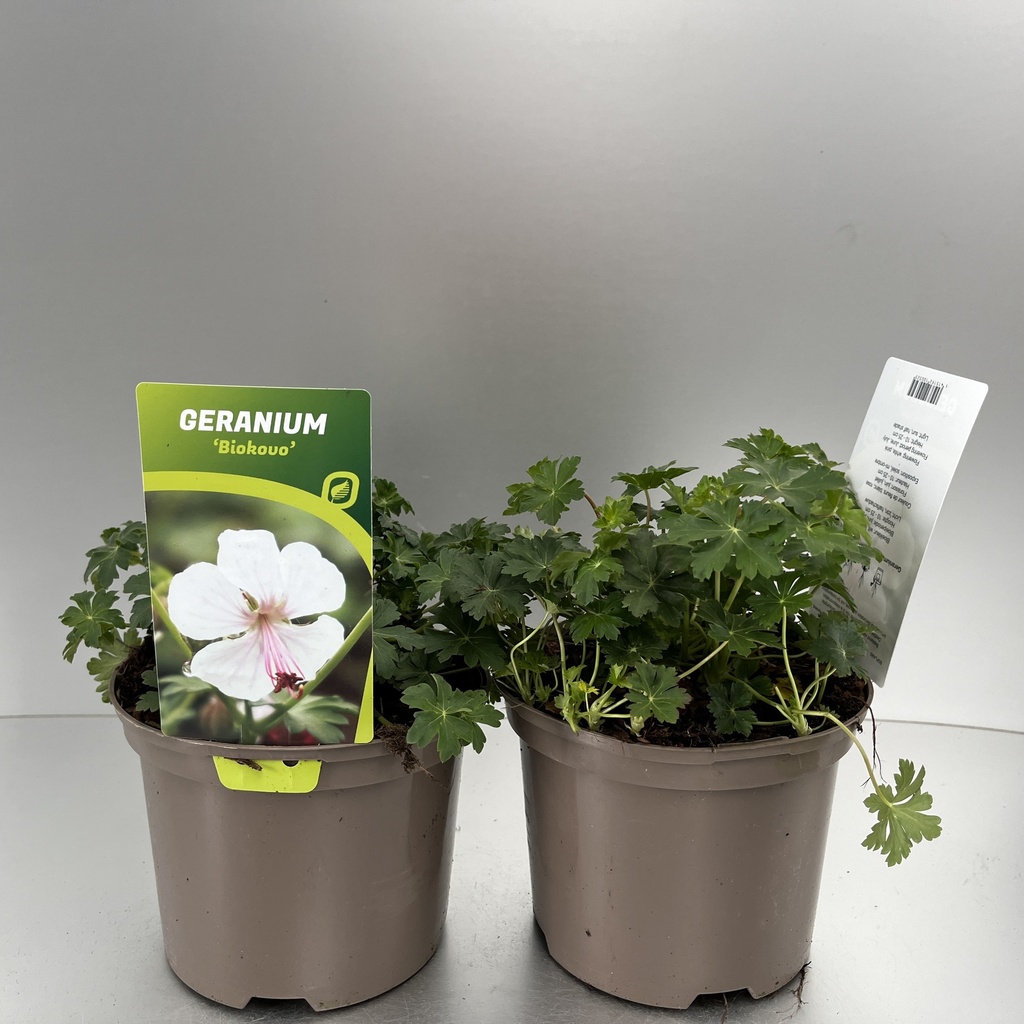 [GERBIOKO-C2] Geranium cant. 'Biokovo'