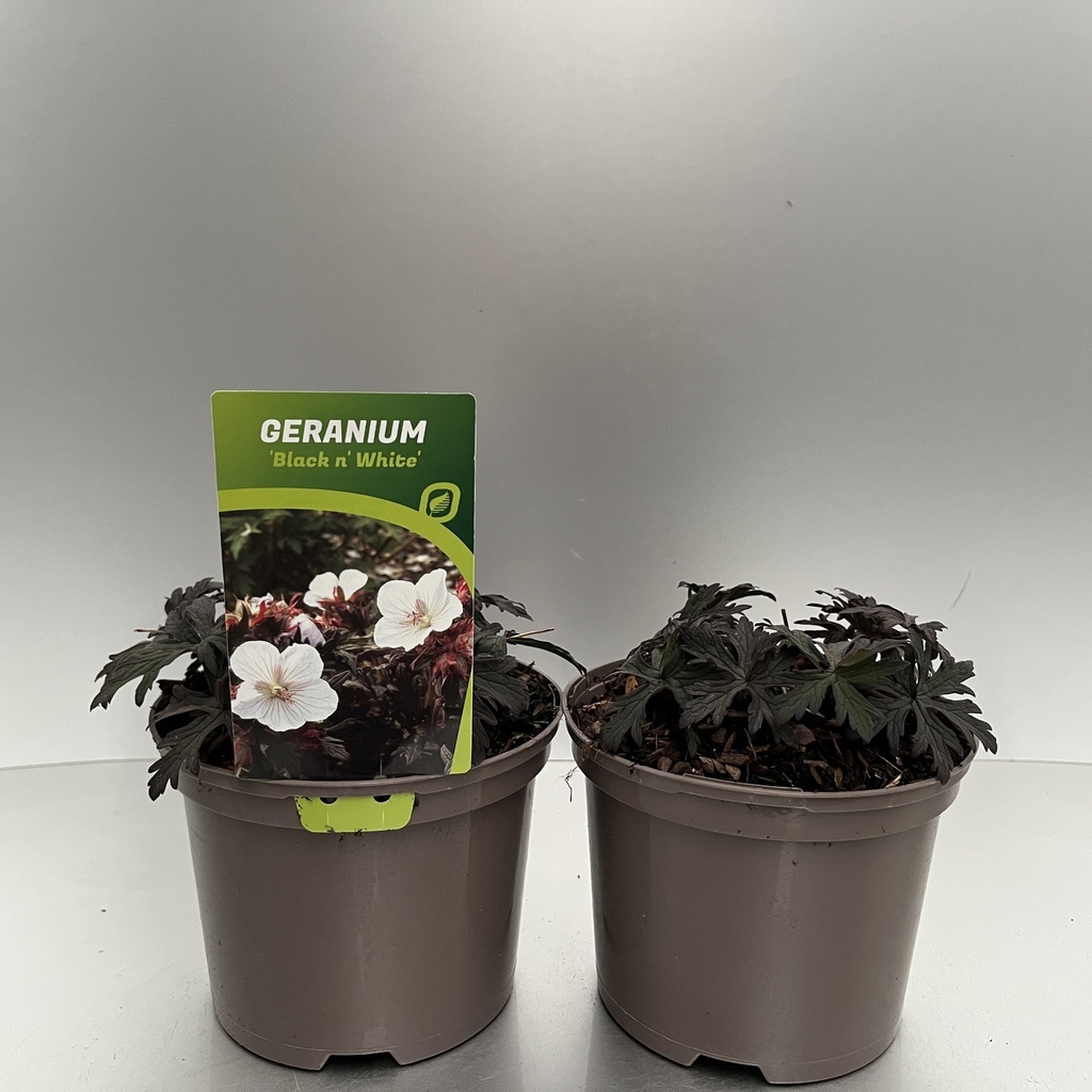 [GERBNWHI-C2] Geranium prat. 'Black n' White'