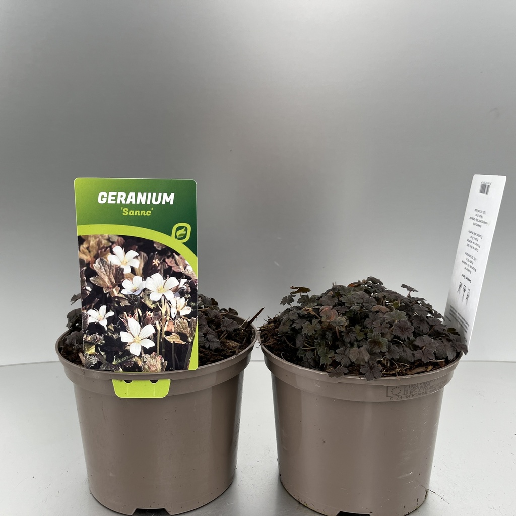 [GERBNWHI-C2] Geranium prat. 'Black n' White'