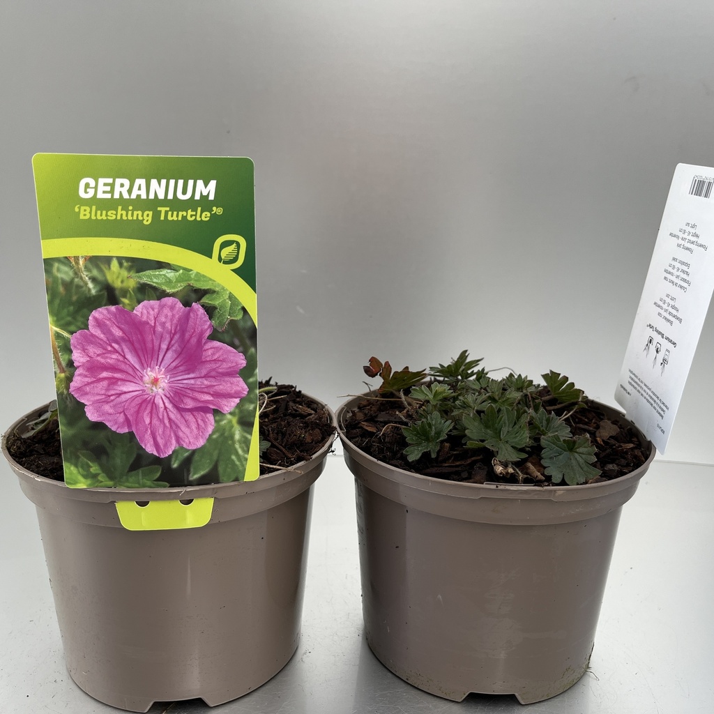 [GERBTURT-C2] Geranium 'Blushing Turtle'®