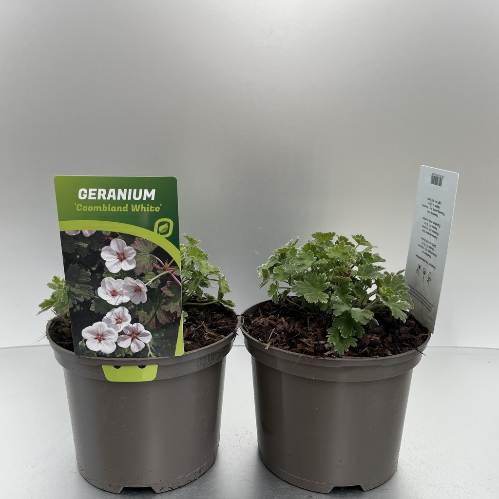 [GERCWHIT-C2] Geranium 'Coombland White'