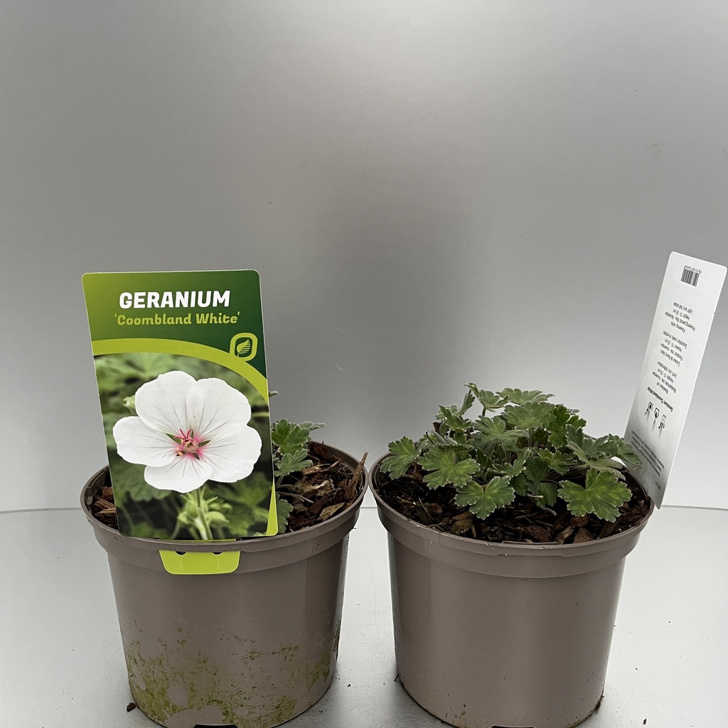 [GERCWHIT-C2] Geranium 'Coombland White'