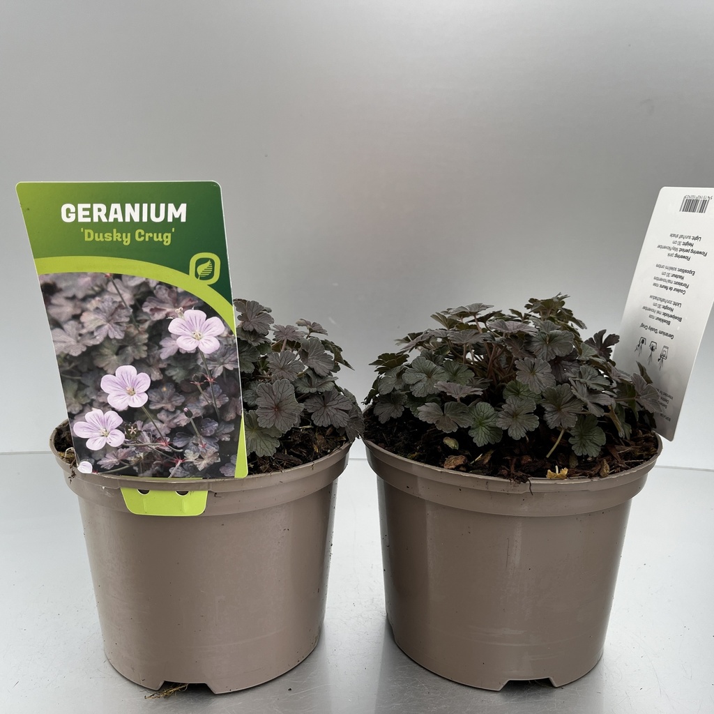 [GERDCRUG-C2] Geranium 'Dusky Crug'