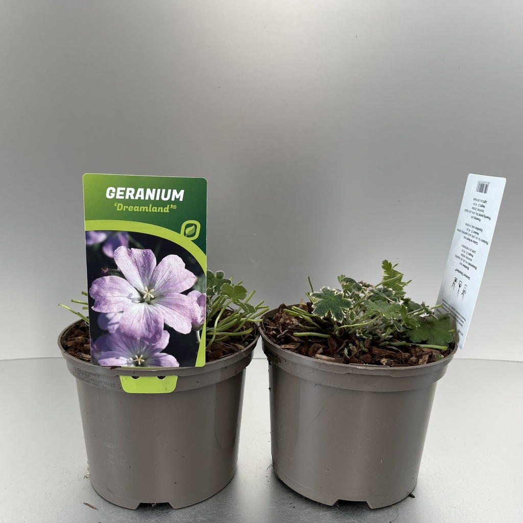 [GERDREAM-C2] Geranium 'Dreamland'®