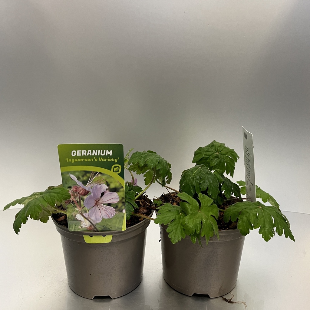 [GERIVARI-C2] Geranium macr. 'Ingwersen's Variety'
