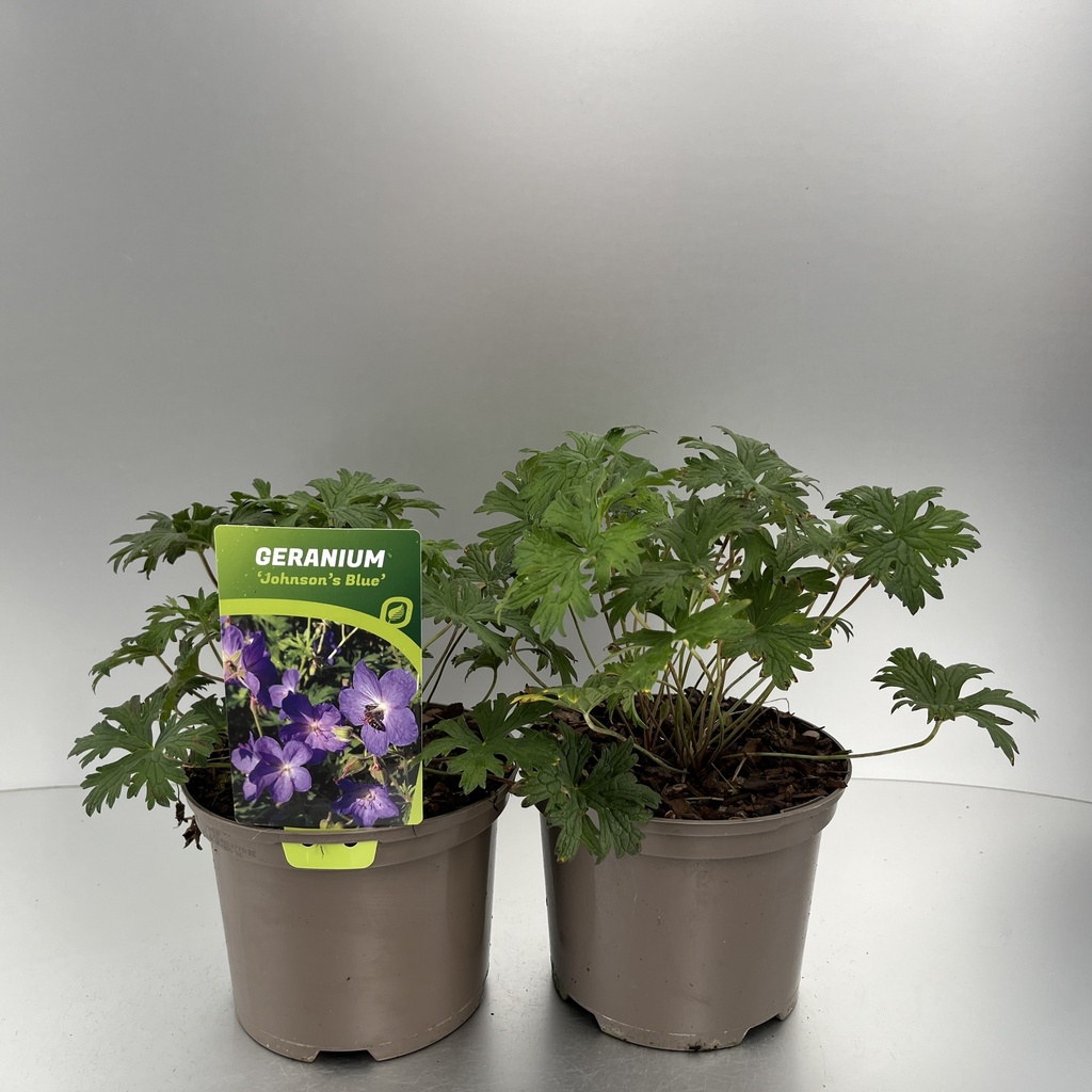 [GERJBLUE-C2] Geranium 'Johnson's Blue'