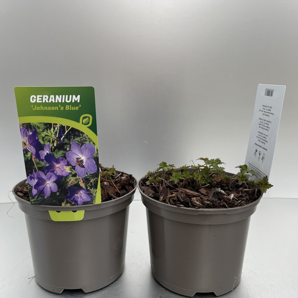 [GERJBLUE-C2] Geranium 'Johnson's Blue'