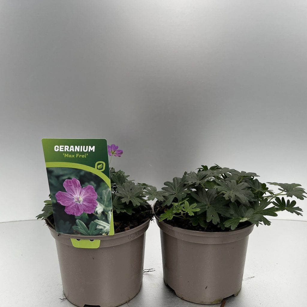 [GERMFREI-C2] Geranium sang. 'Max Frei'
