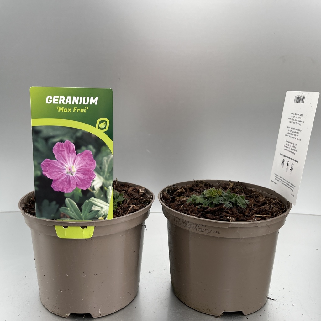 [GERMFREI-C2] Geranium sang. 'Max Frei'