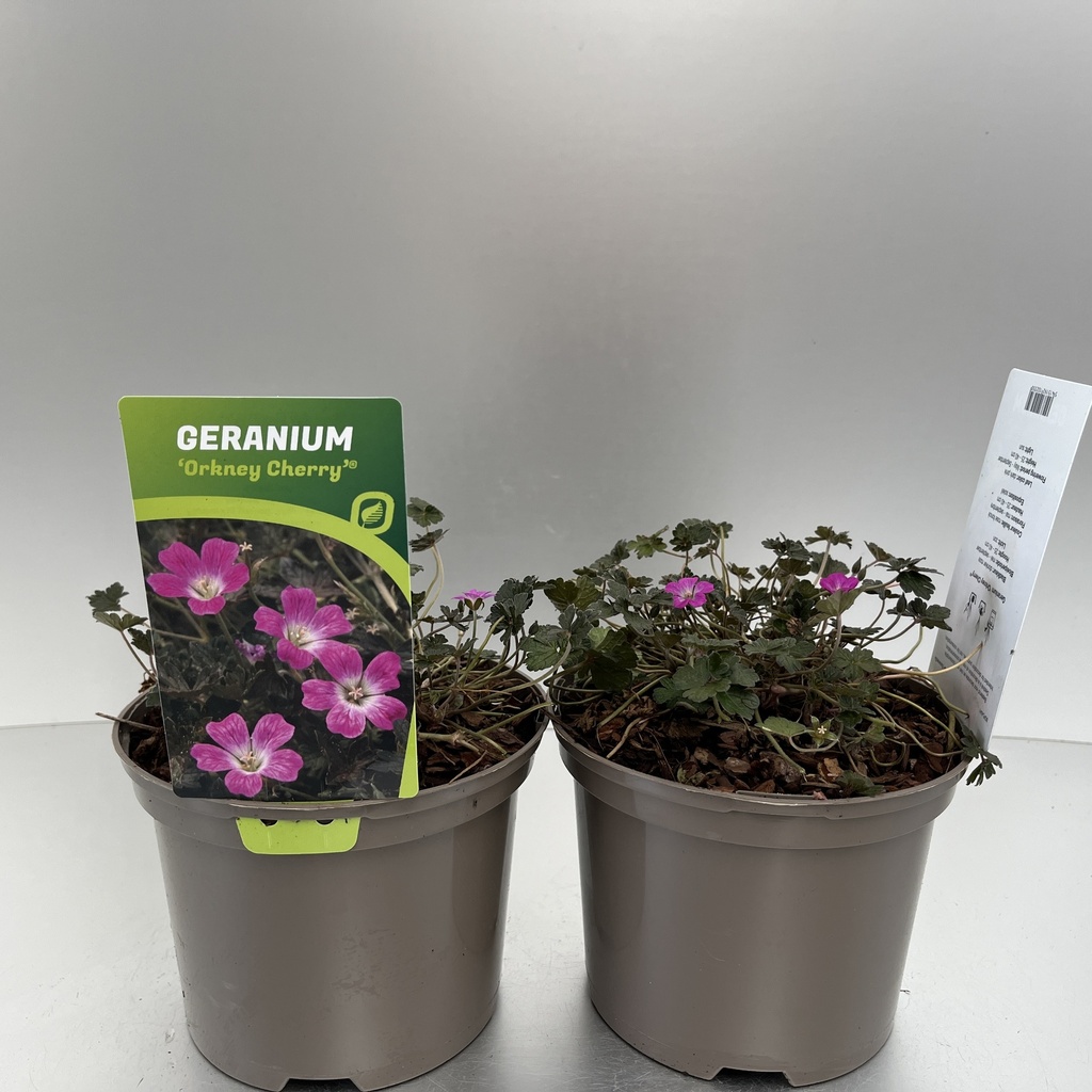 [GEROCHER-C2] Geranium 'Orkney Cherry'®