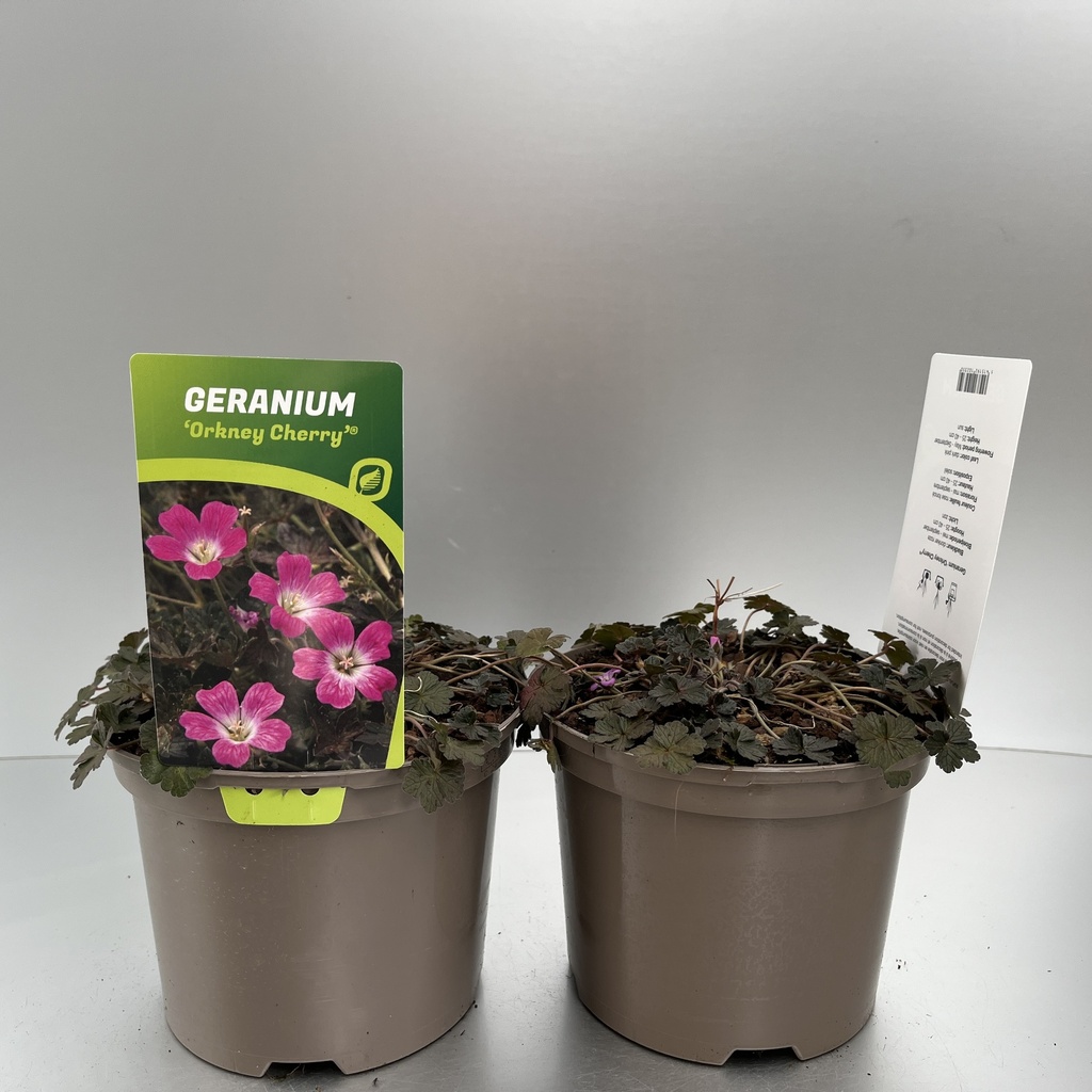 [GEROCHER-C2] Geranium 'Orkney Cherry'®